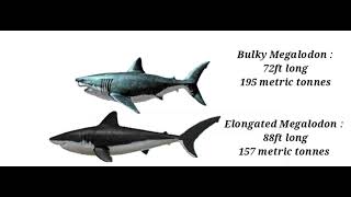 Bulky Megalodon and elongated Megalodon size comparison [upl. by Eedyaj]