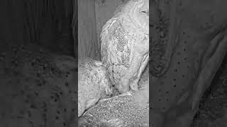 Cute little owl sleeping birds animals webcams live nature wildife congrats shorts [upl. by Ecnarf]