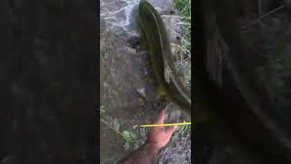 The fish were pushing Strong 💪 today  fishing salmon salmonrun funny family bowmanville [upl. by Marquis]