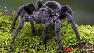 Grammostola Pulchras sling setup beast fyp youtuber [upl. by Haronid]