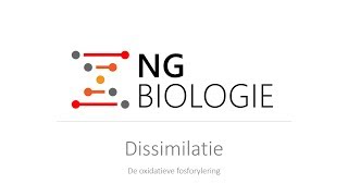 Dissimilatie  de oxidatieve fosforylering  VWO [upl. by Mulvihill]