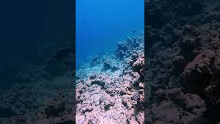 Stunning Butterfly Fish Gliding Through Mauritius Reefs 🐠🌊 mauritius marinelife [upl. by Nivrac]