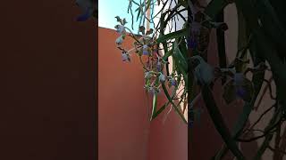 Vanda Tessellata orchid orchidflower flowers garden youtubeshorts indoorplantlover nature [upl. by Nevur]