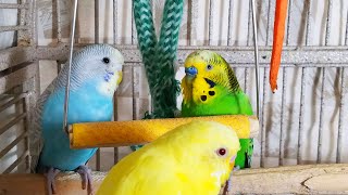 35 Hr Happy Parakeets Eating Singing Playing Budgies Chirping Reduce Stress of lonely Bird Videos [upl. by Nnaid71]