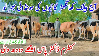 Khangher Toker Gabhan Cows  Jersey Friesian Cross Cow In Punjab Sargodha  Bismillahbest [upl. by Nnyla60]