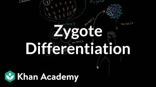 Zygote differentiating into somatic and germ cells  MCAT  Khan Academy [upl. by Gutow]