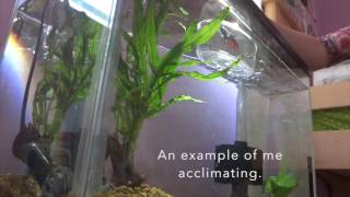 Why is Acclimating Your Fish important  Bettas 4 Life [upl. by Edelman]