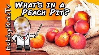 Whats Inside a PEACH Pit by HobbyKidsTV [upl. by Akemot]