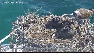 Port Lincoln Osprey 25112024 1619 [upl. by Juan]