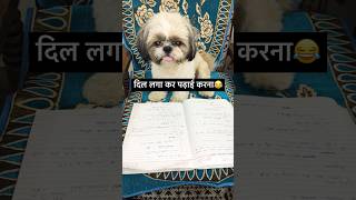 दिल लगा कर पढ़ाई करना 😂Shih Tzu dog funny comedy viralshort trending shortfeed [upl. by Llerihs963]