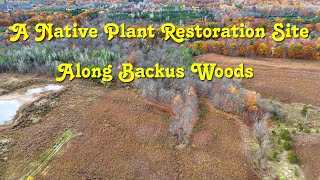 A Native Plant Restoration Site In Fall Along Backus Woods [upl. by Henrietta]