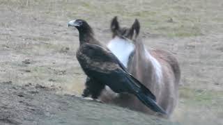 Wedge Tailed Eagle Meets Foal [upl. by Iain]