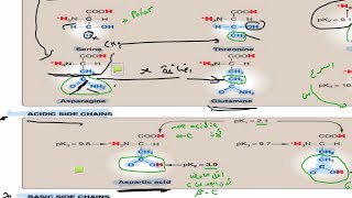 Biochemistry lec3 amino acids part one [upl. by Barry]