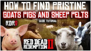 HOW TO FIND PRISTINE GOATS SHEEP AND PIGS PERFECT PELTS  RED DEAD REDEMPTION 2  GUIDE TUTORIAL [upl. by Jade]