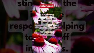 Echinacea Immune Boosting Power [upl. by Salamanca266]