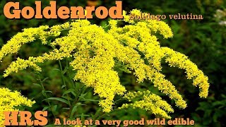 ⟹ Goldenrod  Solidago velutina  This plant has many uses [upl. by Ebner]