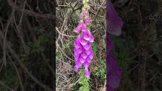 Digitalis flores del bosque Adielitanaturalezasilvestrecolombia🦋💚🇨🇴🌳 [upl. by Shieh126]