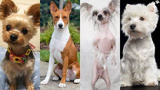 Small Dog Breeds that Dont Shed and Stay Small  Top 12 Dog Breeds That Dont shed or Smell [upl. by Yahiya]