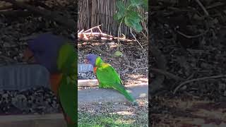 Colorful Feast Lorikeets Dining in Harmony lorikeets naturescenery birdwatching [upl. by Sarchet808]