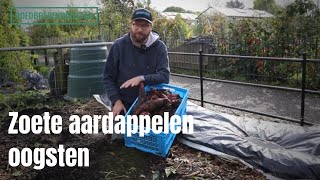 Zoete aardappelen oogsten [upl. by Goober]