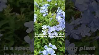 Plumbago Auriculata plumbago gardenplants beautiful ornamentalplants plantlovers shorts [upl. by Snahc]