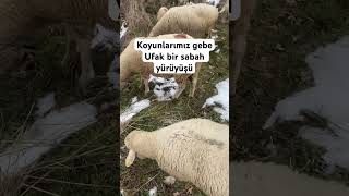 Koyunculuk koyun damizlik merinos [upl. by Athallia]