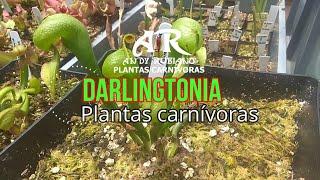 Darlingtonia californica principales cuidados  Andy Rubiano™ [upl. by Hobart]