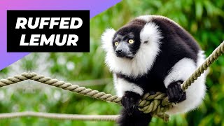 Black amp White Ruffed Lemur 🦨 One Of The Rarest Animals In The Wild shorts [upl. by Saba]