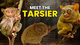 Meet the Tarsier The Only Venomous and Poisonous Primate 🐒 [upl. by Doria576]