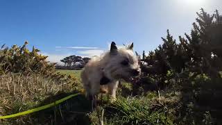 Cairn Terrier Dog’s Easter Sunday Walk in the Sun [upl. by Alket]