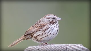 Song Sparrow Melospiza melodia [upl. by Arvy974]