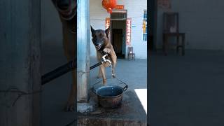 Bakın neler yapıyor bu köpek 😲😱👏 short keşfet köpek hayvanlar [upl. by Tarttan]