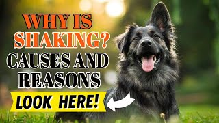 🐶WHY Is Your Dog Shaking causes and reasons [upl. by Amby498]