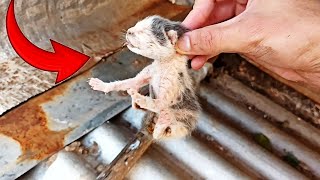 Rescate a un GATITO BEBE ATRAPADO😱 [upl. by Roede]