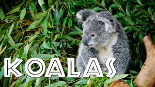 All About Koalas for Kids Koalas for Children  FreeSchool [upl. by Aztilay658]