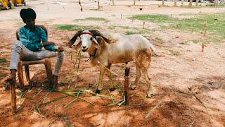 Bakrid 2023 Chamrajpet Goat and Sheep market updates informative video bakrieidspecial [upl. by Sanoj]