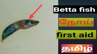 betta fish 🥺 disease 🥺Tamil bettadisease betta fish not eating food in tamil [upl. by Anasus859]