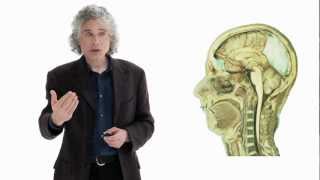 Steven Pinker Linguistics as a Window to Understanding the Brain  Big Think [upl. by Ylla]