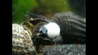 A Sulawesi babysnail is born Tylomelania snail [upl. by Riancho]