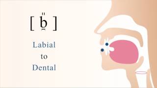 b̪̎  voiced labiodental tensed stop [upl. by Atrebor907]