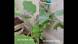 Plant BrinjalBrinal PlantBrinjal Flowers Purple Flowers Green Plant Home PlantRelaxing [upl. by Haldis600]