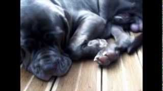 Bentley  Napoleon mastiff  MASTIF NEAPOLITAŃSKI [upl. by Fiora]