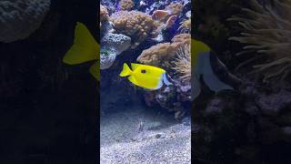 Monaco Blotched foxface fish  Монако Рыба Пятная Лисица [upl. by Llerref]