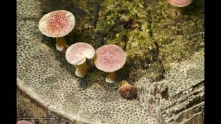 Mushroom Growing  Gymnopilus luteofolius Timelapse 1 [upl. by Duma]