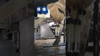 Robotic milking fullwood JOZ merlin M2 [upl. by Alekim]