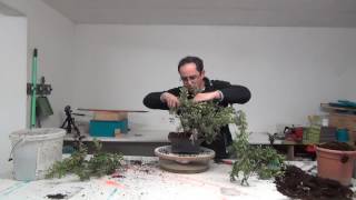 CALLISTEMON BONSAI 21022017 [upl. by Arzed250]