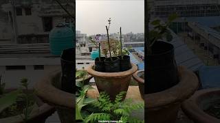 😲ROSE plant result after hard pruning  Rose plant cutting successfully grown [upl. by Dumah]