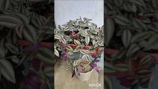 Propagate Wandering jew with results houseplants planterstand indoorplants [upl. by Eustasius199]