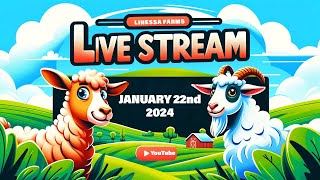 Linessa Farms Live January 22 2024 [upl. by Snevets]