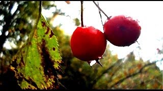 Wild Food Foraging Hawthorn Great for the Heart [upl. by Aisan]